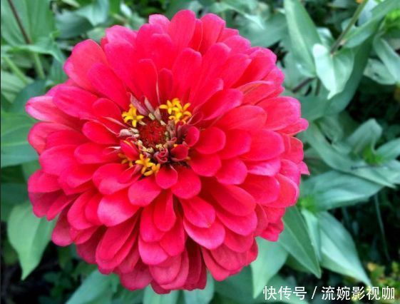 名菊|喜欢菊花，就养盆“优良名菊”绿朝云，花似惊鸿起舞，晶莹碧绿