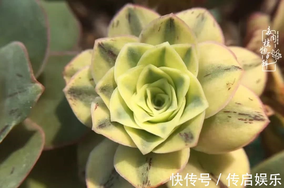 科普“山地玫瑰锦”万中无一,仙气缭绕!附养护知识!