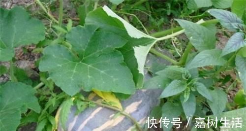 红薯|想体质好,推荐吃的好食物,排毒养颜,抗氧化、促进肌肤排毒