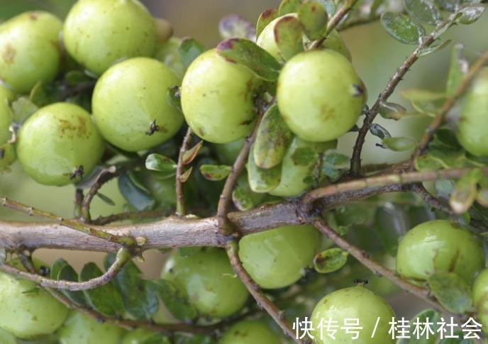 泡水|咳嗽的“天敌”终于找到了，常用此果泡水喝，润肺化痰，早知早好