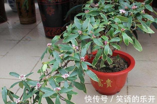 瑞香花秋季管理,做好2点开花翻倍