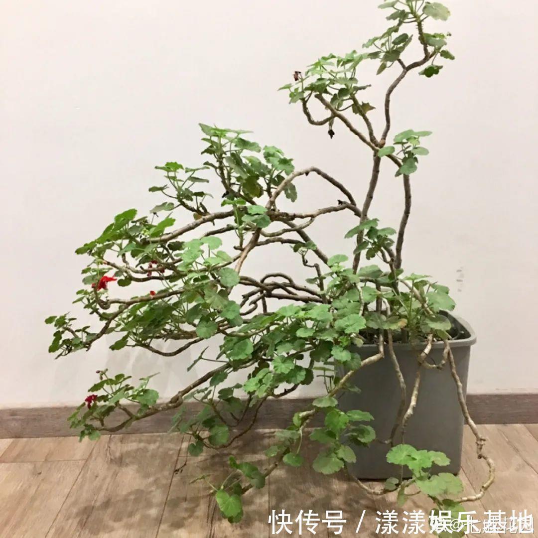 蟹爪兰|10种花要控水，天热反而不能浇，一浇水就死