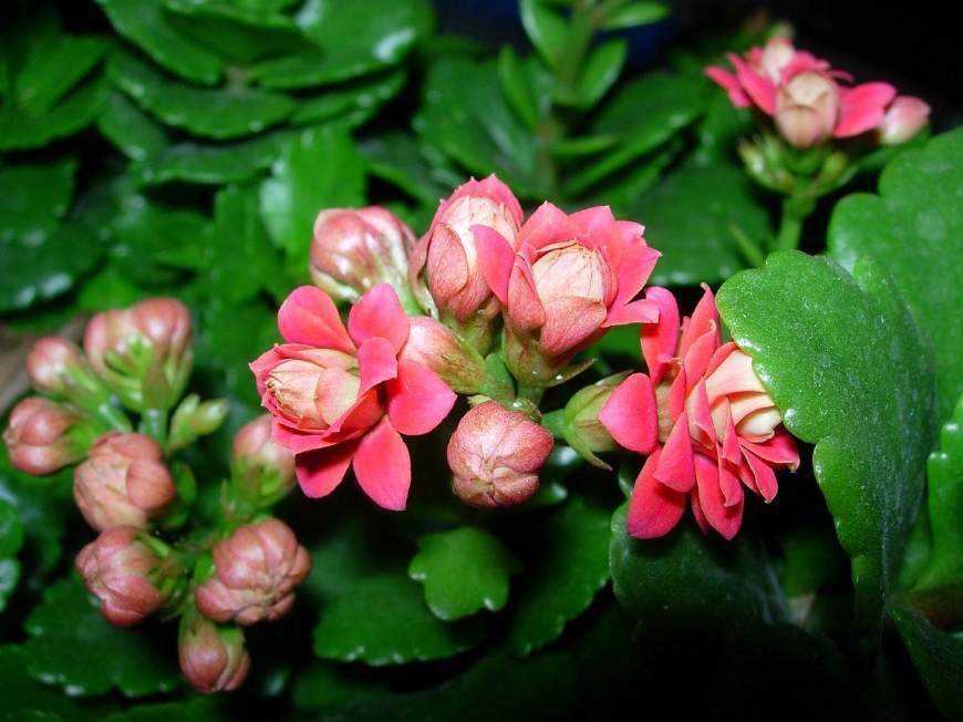 长寿花开败后,随手剪一刀,一个月后开成大花球