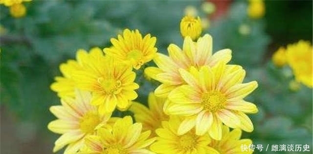 菊花|从杜牧的菊花须带满头归,看古代簪花的习俗