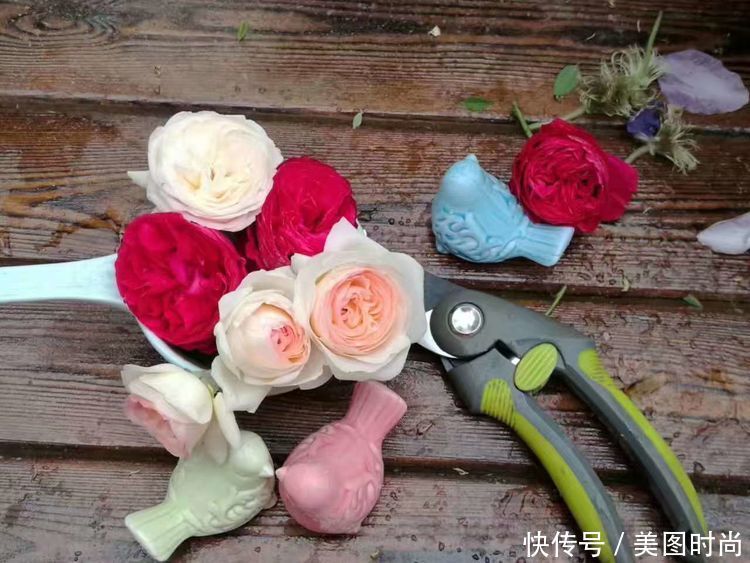 美好时光|花园改造：3年前买了栋带170㎡花园的房子，过上种花草的乡村生活