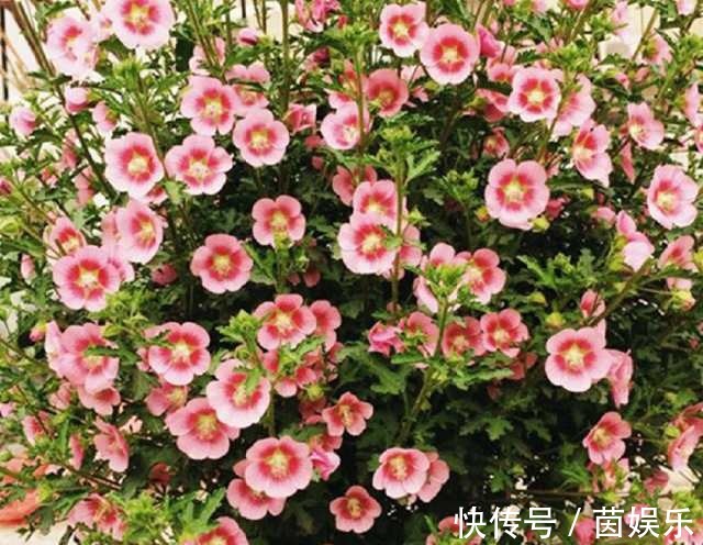 用上这几招,养什么花都枝叶翠绿,花开爆盆