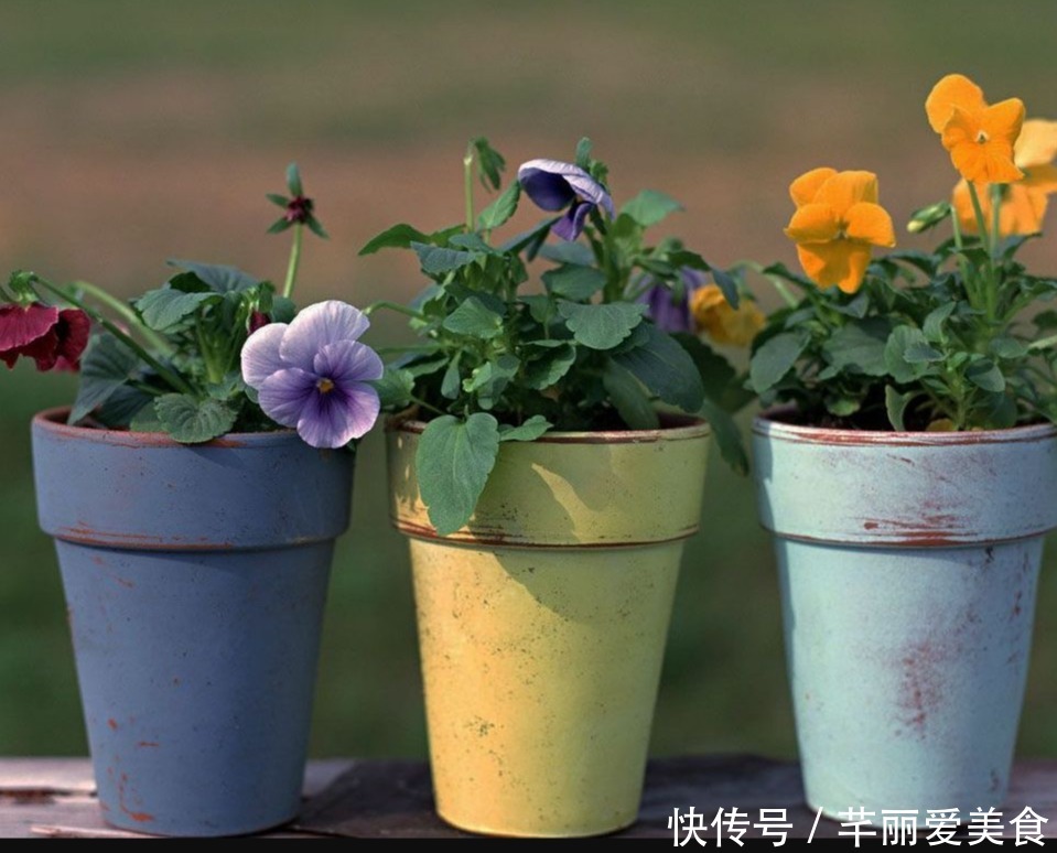 特征|有这些“特征”的人不适合养花，一般养一盆死一盆