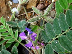 野草|农村一种野草,被称为“米口袋”,价值珍贵,若是遇见,请珍惜