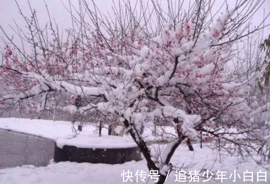 卖炭翁$漫天白雪,心忧炭价梅急眼(今韵)。邀对,并上期优秀对联欣赏