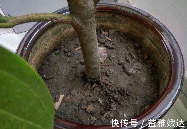 养花不活，其实是“1个步骤”没做好，若会正确方法，养啥都爆盆