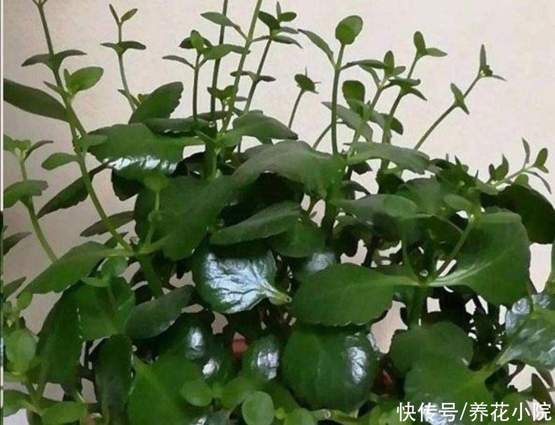 新枝|长寿花长得又瘦又小，秋天给它做好4件事，植株长势旺，孕蕾多