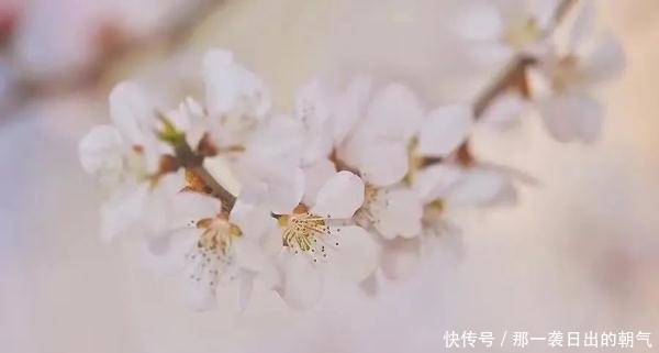 寻春味，赏春花，来这里收获最美丽的“春日限定”！