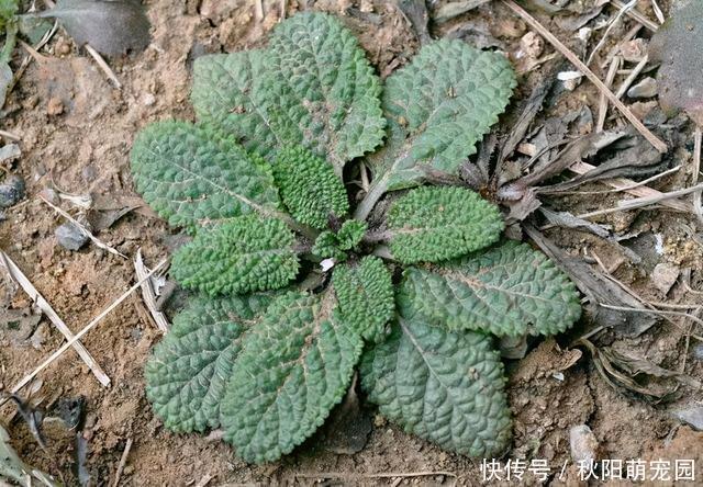 神奇的雪见草，看起来像癞蛤蟆皮，在农村很常见，冬天正当食