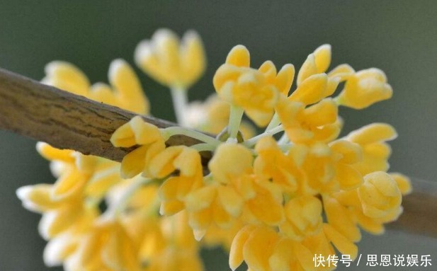 文人雅士|此花颇得文人雅士的喜爱,芬香独一无二,花开即丰收