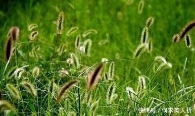 高瞻|两首传世久远的七绝,高瞻与韦庄的对比,却都很精彩!