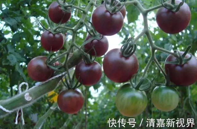 养花|3种“水果”蔬菜，阳台就能种，青脆爽口，老人小孩都爱吃！