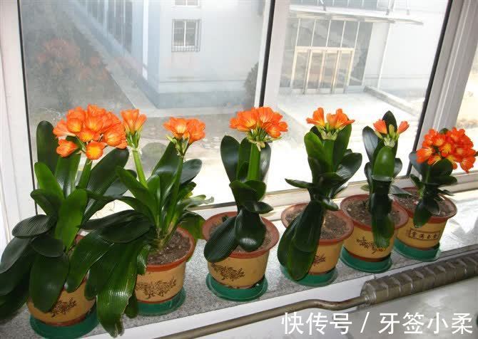 吉祥|7种寓意“旺财”的花，适合养在家里，看着就有好兆头