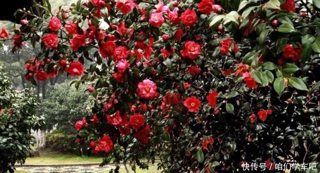 家有一小院,定要养棵“它”,树态峭立,花色艳丽,比桃花要好!