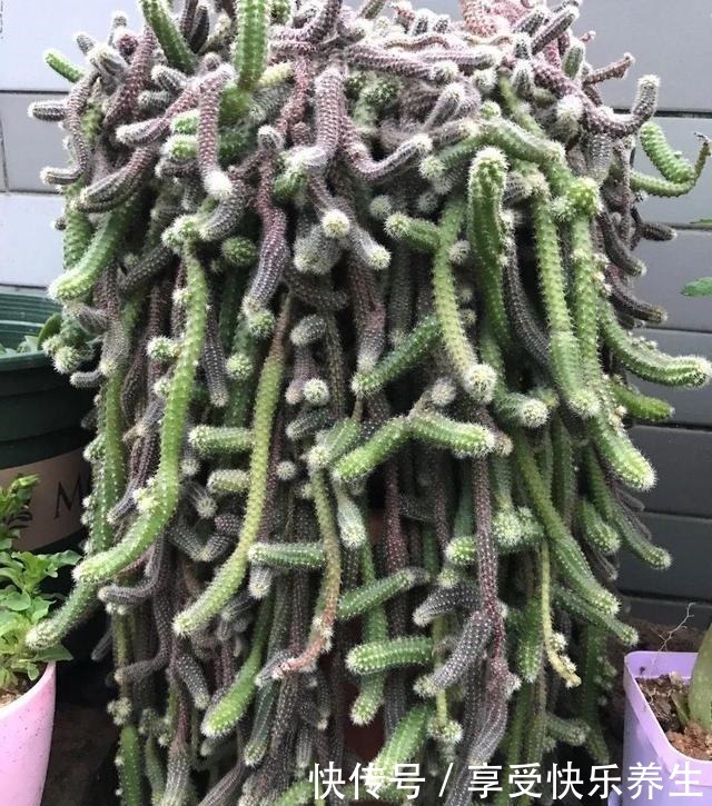 8种镇宅花,窗户边养一棵,霸气又镇宅!