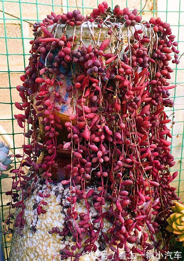 绿萝|九种皮实花,多晒少管长得好,养成老桩更高档,绿萝没上榜