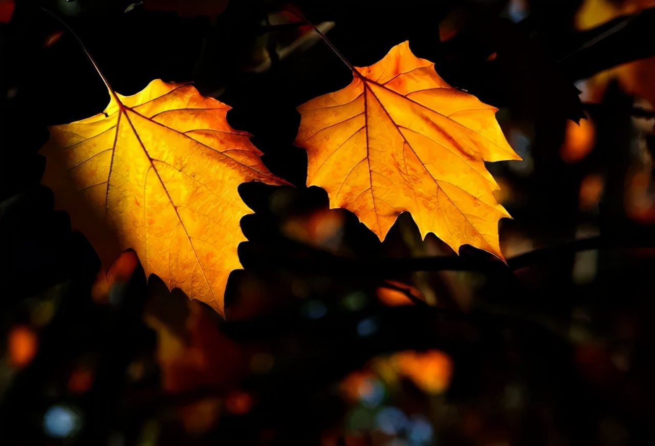 王维！诗词丨十月，愿时光放慢，许故人不散