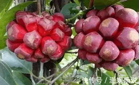 布福娜|女性不想子宫早衰,此果每天吃两个,滋养卵巢,妇科疾病不再扰!