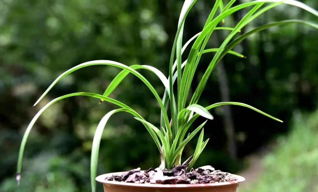 兰友|夏天养兰花,究竟能不能淋雨?兰友:最怕这样淋