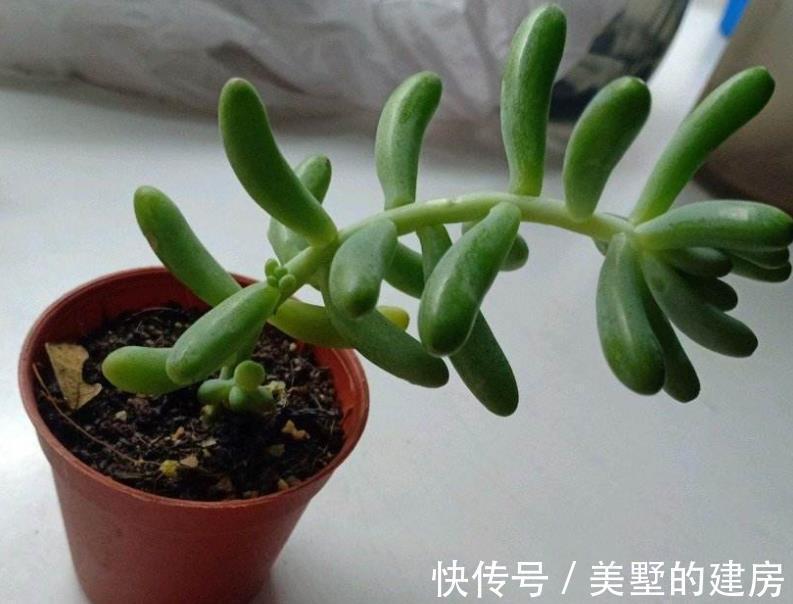 多肉|多肉状态为啥差别甚大,别家的肥美又鲜亮?被这3个原因耽误了
