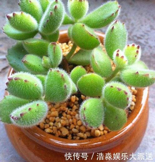 多肉|养多肉，记住4个“小技巧”，叶片饱满状态美，越养长势越好！