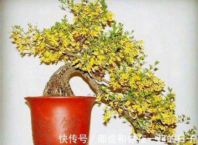 这3种“盆景”个子虽小,却香飘十里,除螨抗菌,客厅最好养1盆!