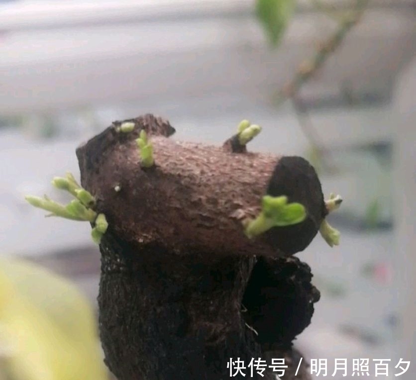 金弹子生桩长出来的新芽怎么留芽?别急,小心假活,成枝再选美