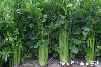 三个错误|吃芹菜易犯的三个错误,第二个很多人犯,这里面有你吗?