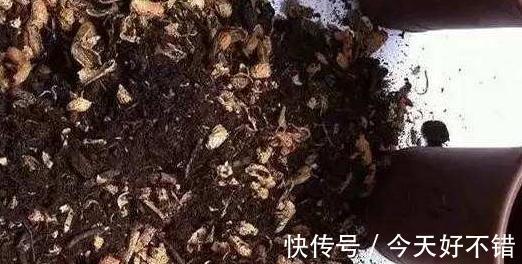 2种垃圾扔盆里,既可以保暖,还能补充养分,用过的人都说好