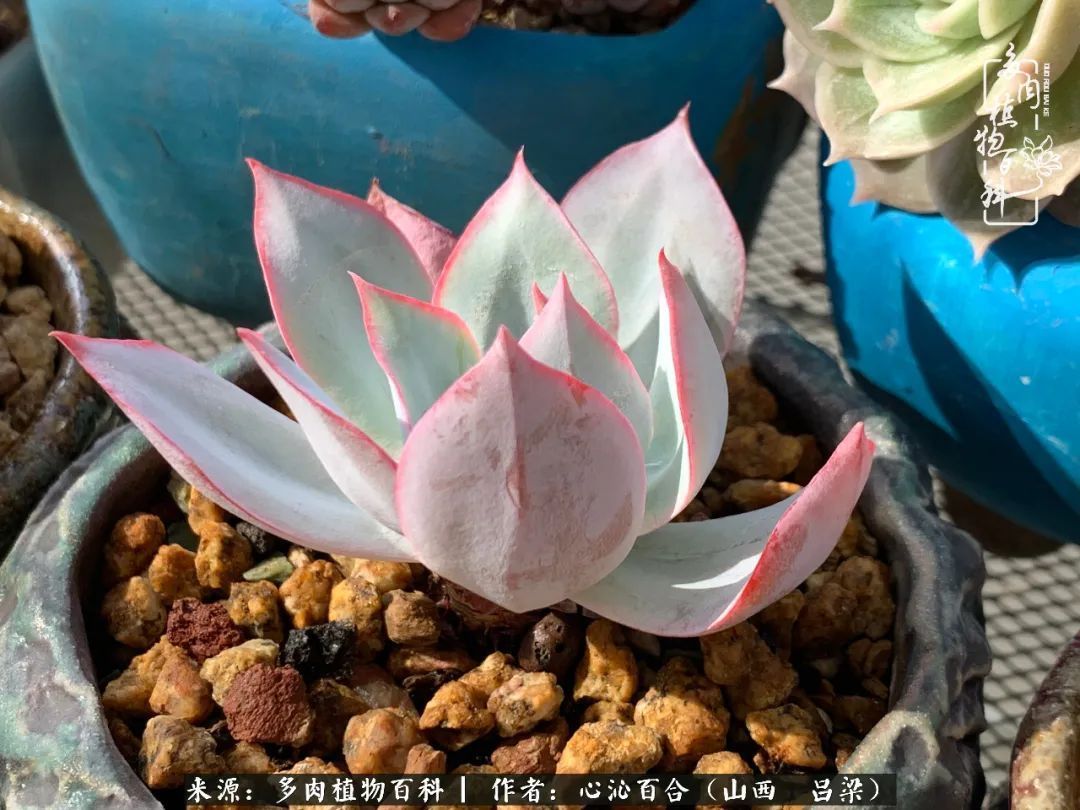 夏季的多肉，绿色才是主色调！努力呵护，期待绽放的那一刻！