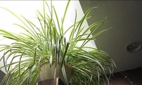 吊兰什么季节做剃头最好,怎么养好?