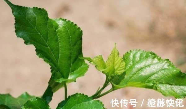 泡水|一“叶”治百病,常用“桑叶”泡水喝,不仅降血糖,还有许多好处