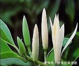 浇水|此花“再懒”的人也能养,10天不浇水照样能开花,比桂花还要香