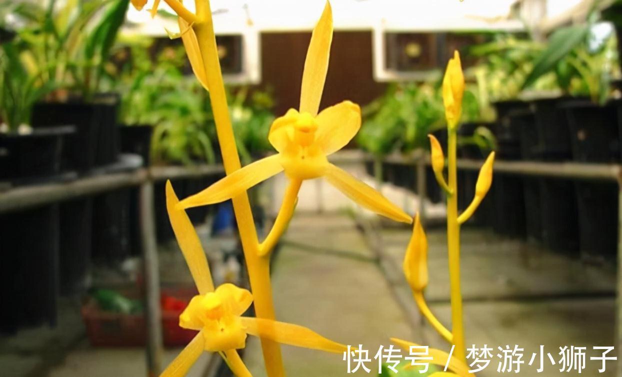 此兰实属罕见,开品大气,花瓣通体金黄,兰香扑鼻,不养真亏