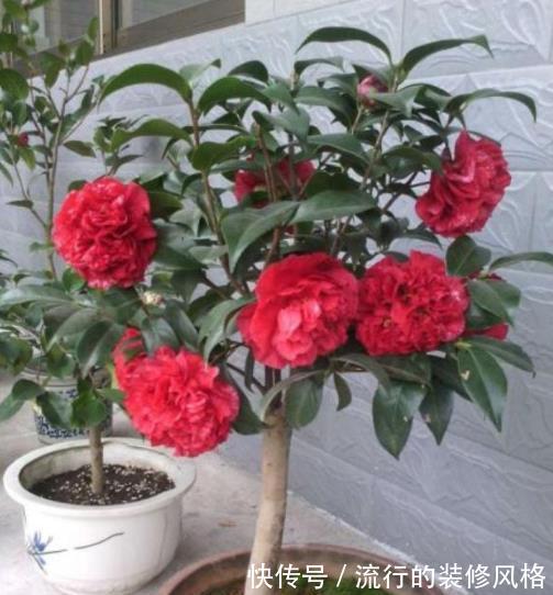 公认难养的4种花，没点经验真的养不好，新手花友别轻易尝试