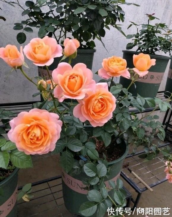 秋季来临，月季花的叶子开始脱落，先把叶子给撸掉，保留养分