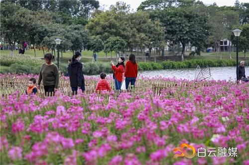 确定不来？有火车经过的公园，宫粉紫荆花开成片，浪漫满屏！