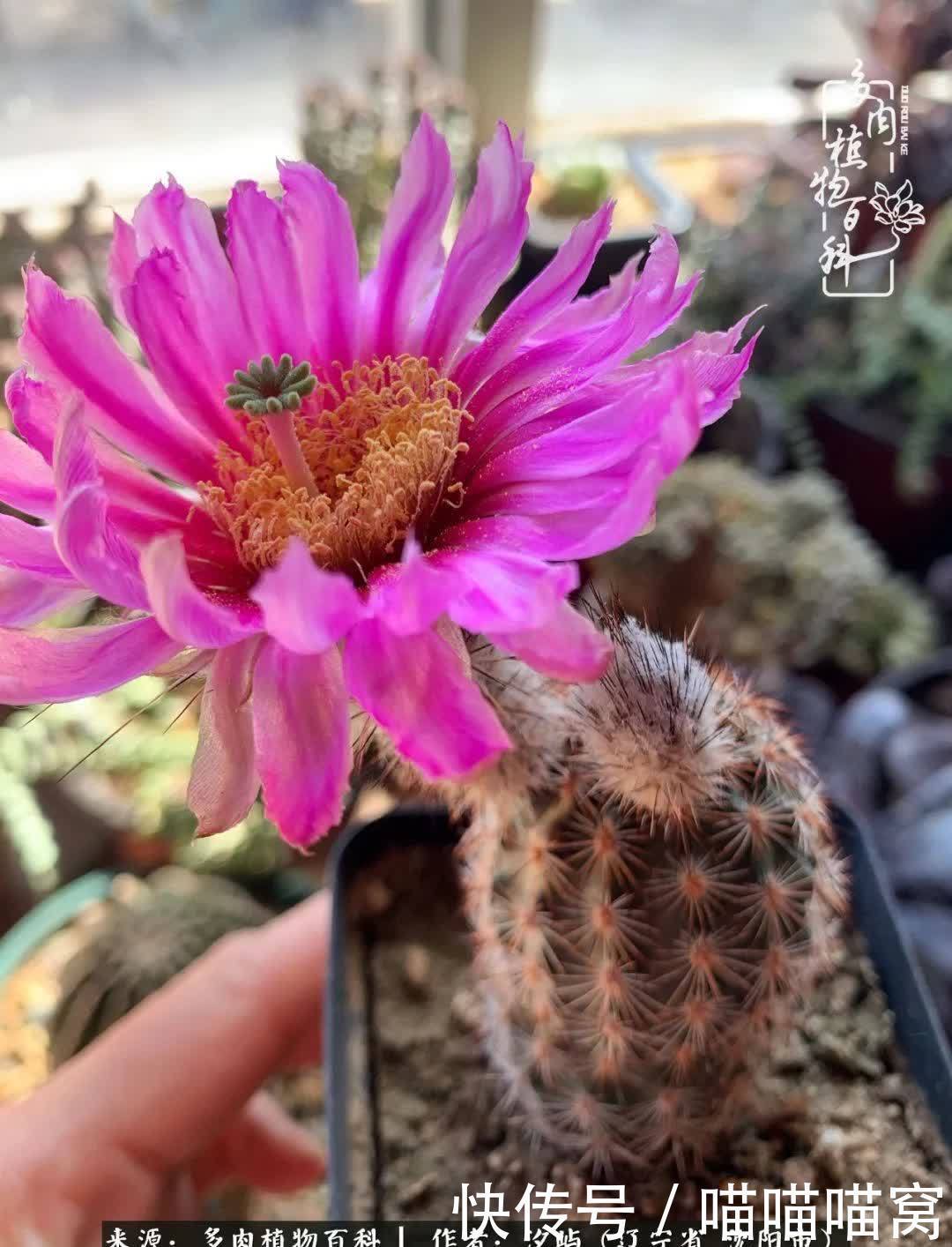 美杜莎|偶然相遇多肉,却成为心中挚爱!