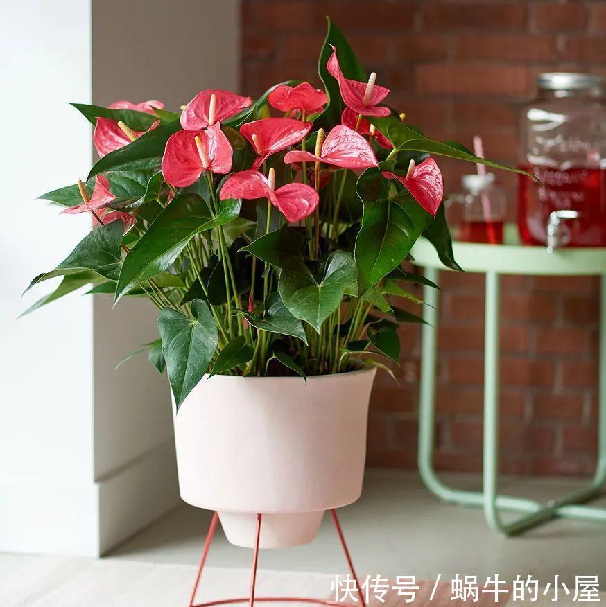 适合10月养的“13种吉祥花”,建议你也养一盆,利健康旺财运