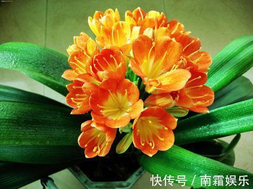 养自己的君子兰,叶子不规则,学会这几招,开花更多