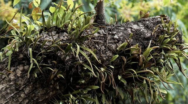 中年|它若長在您家樹干上，請別用于觀賞，目前80元一斤