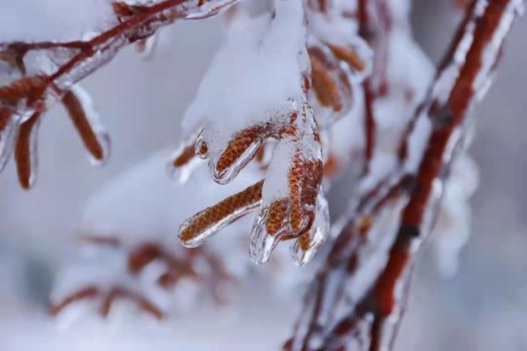 黑龙江大学|【雪落象牙塔】黑大：美好都将在冬日沉淀