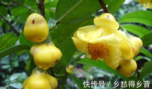 你的院子还有位置吗养“金花茶”吧，花色喜庆，具有营养价值！