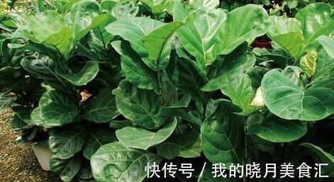 想要叶片油绿,开花旺,教你4招小技巧,轻松搞定所有花肥