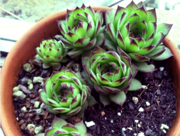 如何养多肉观音莲教你3个养护妙招，轻松爆盆，长出千朵小莲花