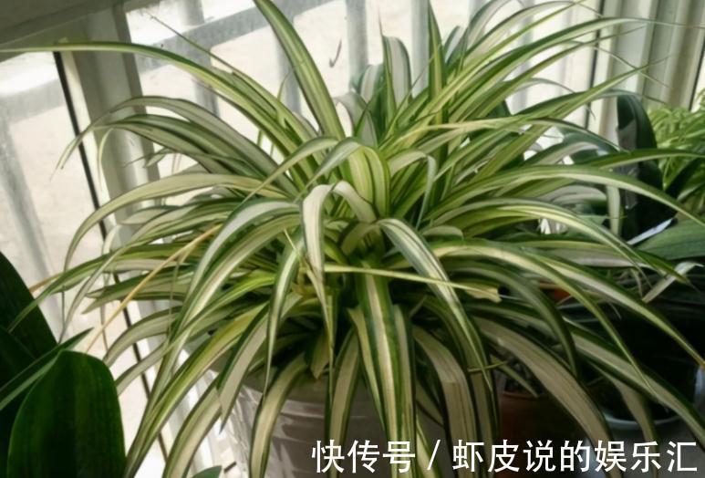 补充|王大叔养吊兰,轻松养成“瀑布”,全靠对“这方法”的熟悉